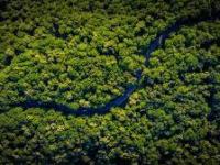 3 Ways to Prevent Forest’s logging